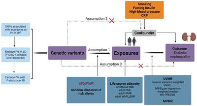 Separating the effects of life course adiposity on diabetic nephropathy: a comprehensive multivariable Mendelian randomization study